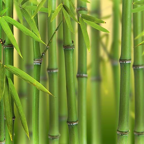 Fresh Bamboo Fragrance Oil