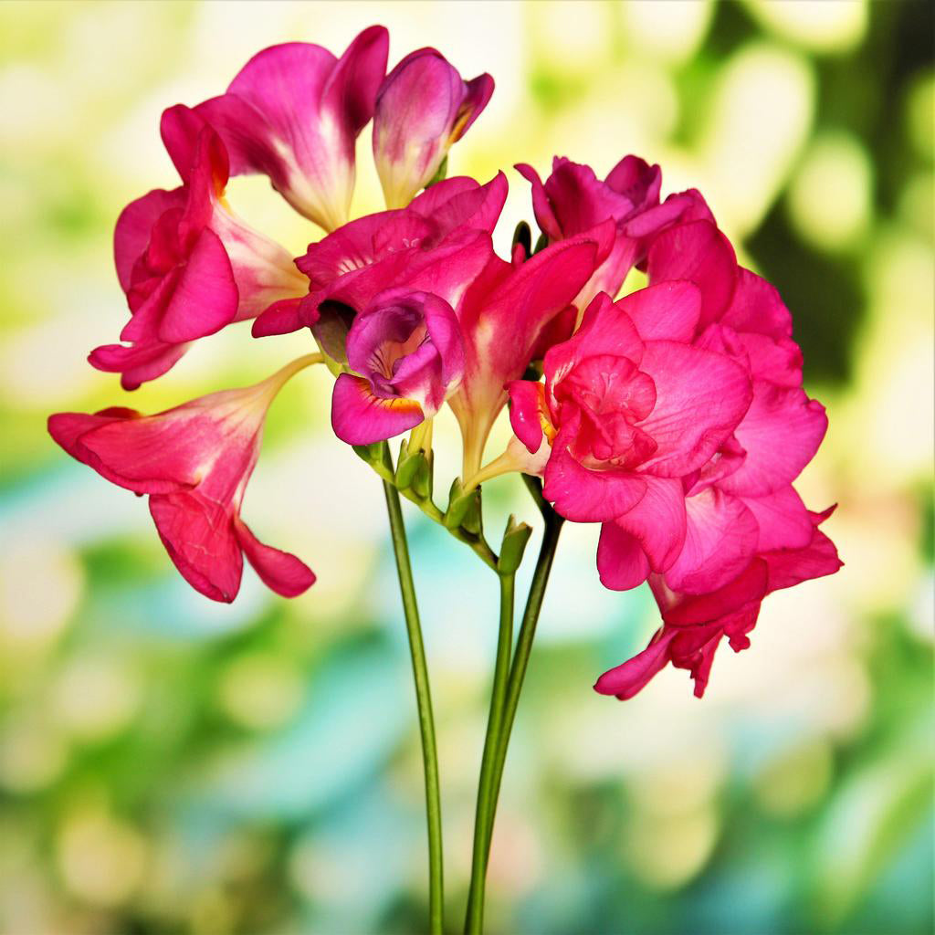 Freesia Fragrance Oil
