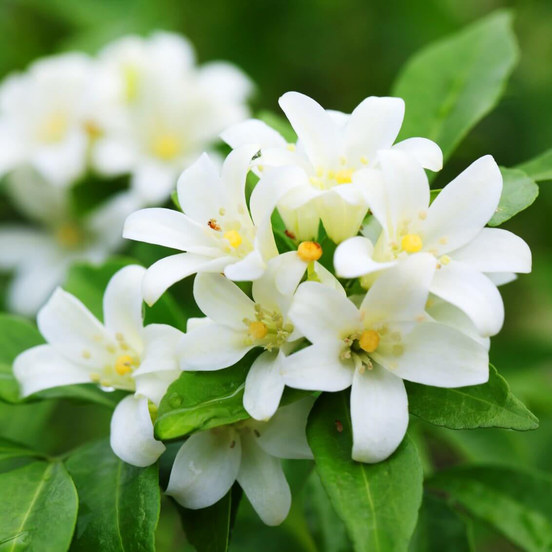 Jasmine Fragrance Oil