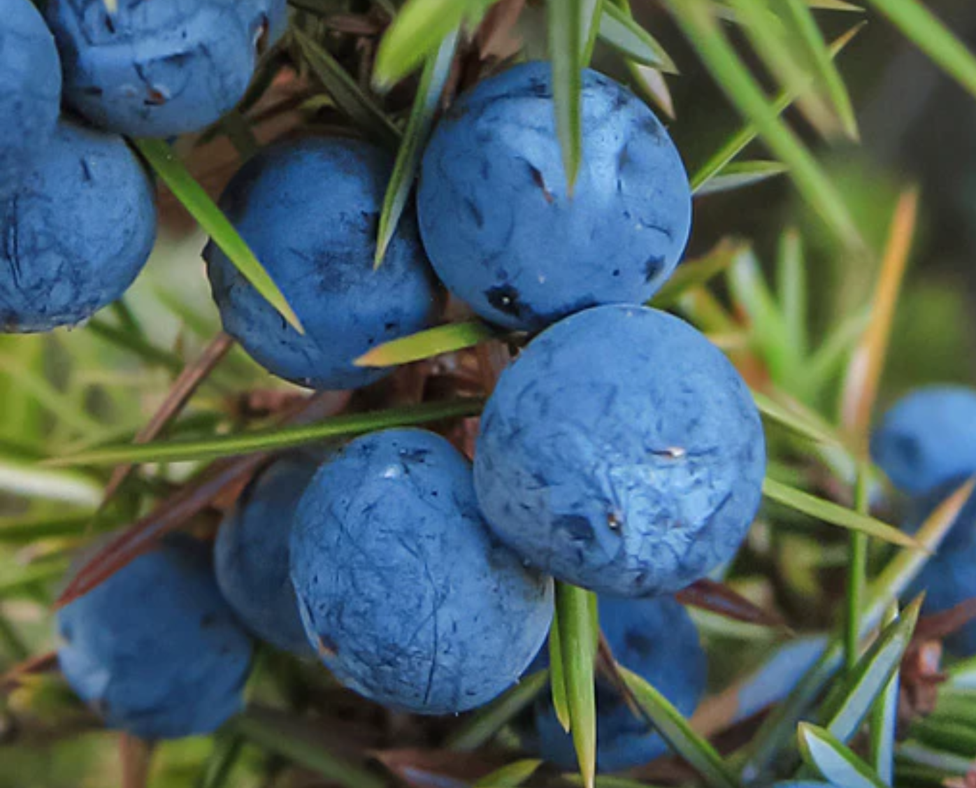 Juniper Fragrance Oil
