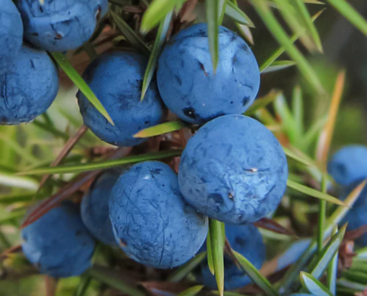 Juniper Fragrance Oil