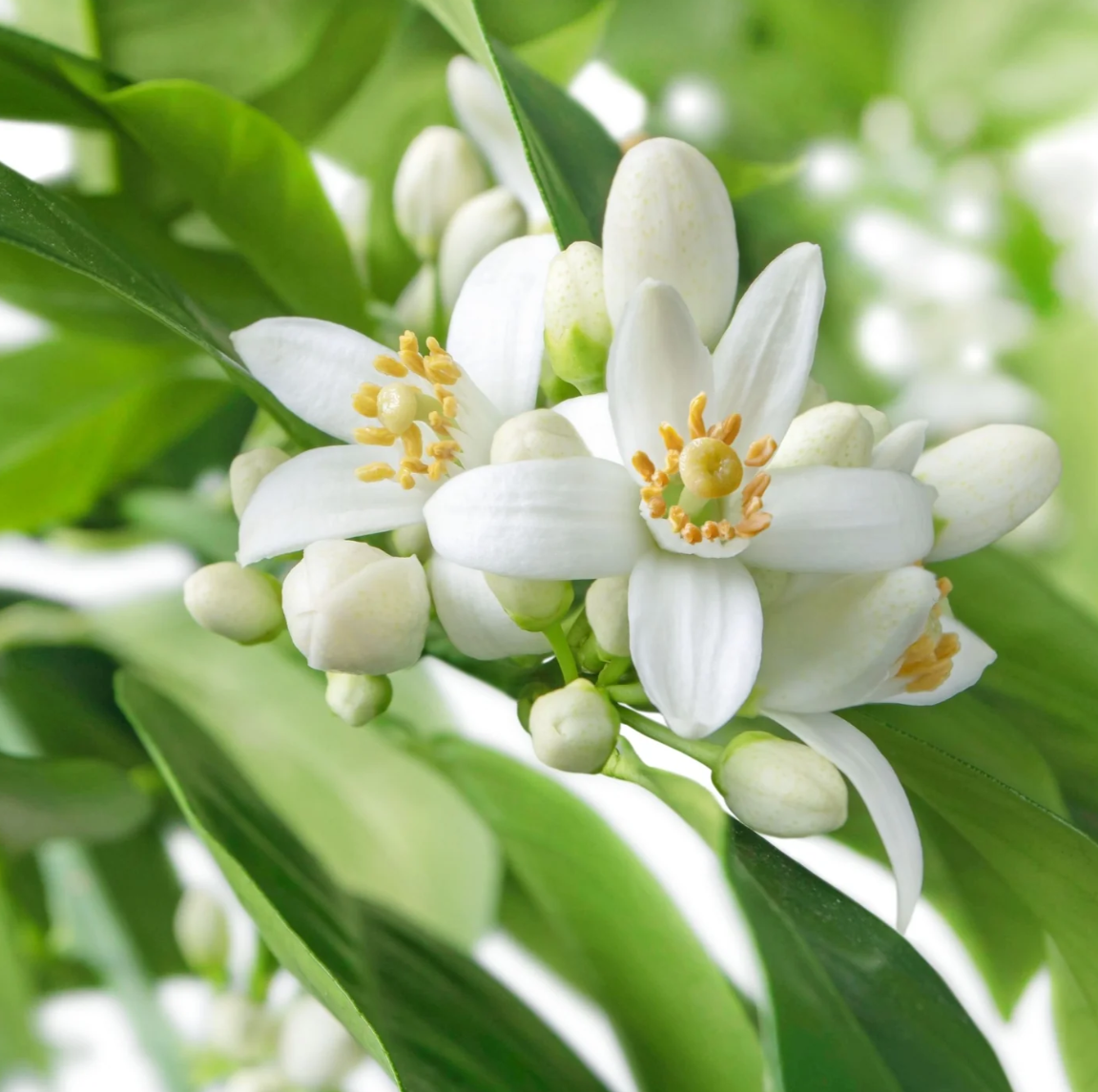 Neroli Fragrance Oil