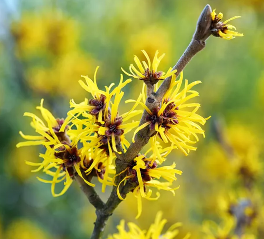 Witch Hazel Extract