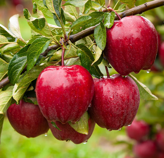 Apple Cosmetic Oil Flavor