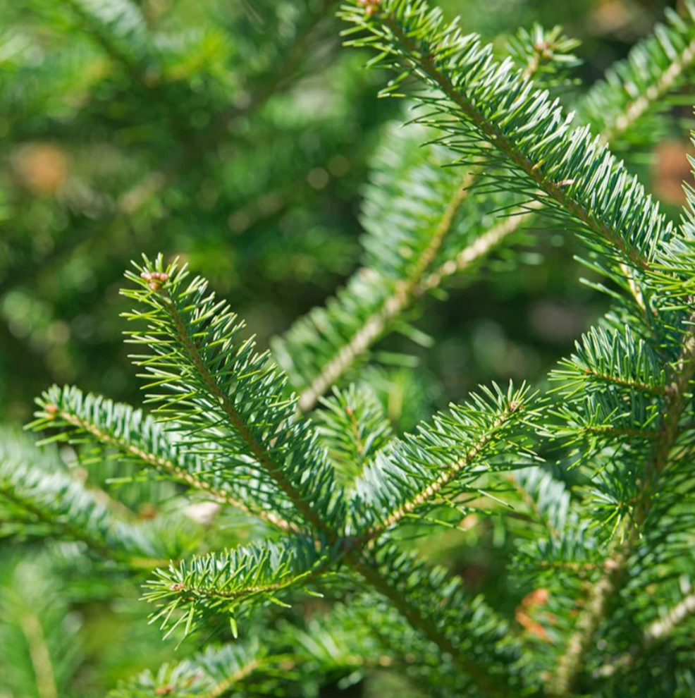 Balsam Fir Fragrance Oil