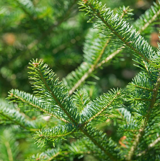 Balsam Fir Fragrance Oil