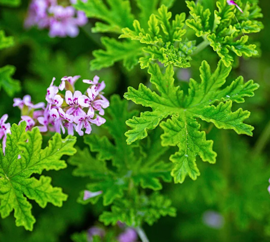 Citronella Fragrance Oil