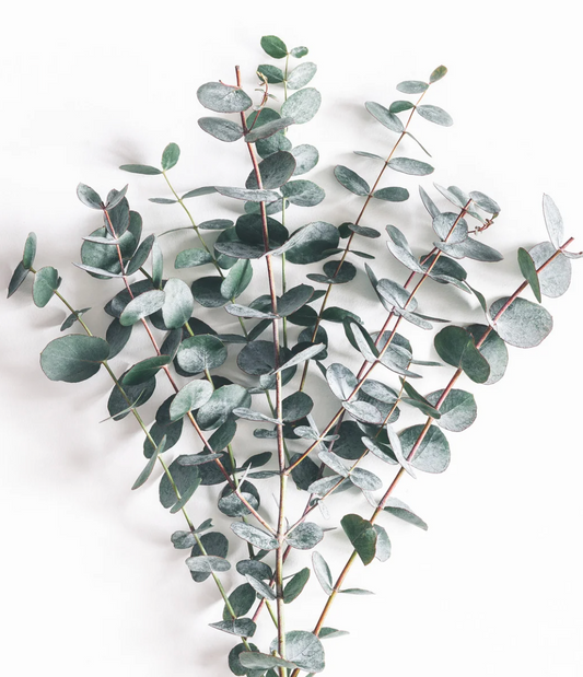 Eucalyptus Fragrance Oil