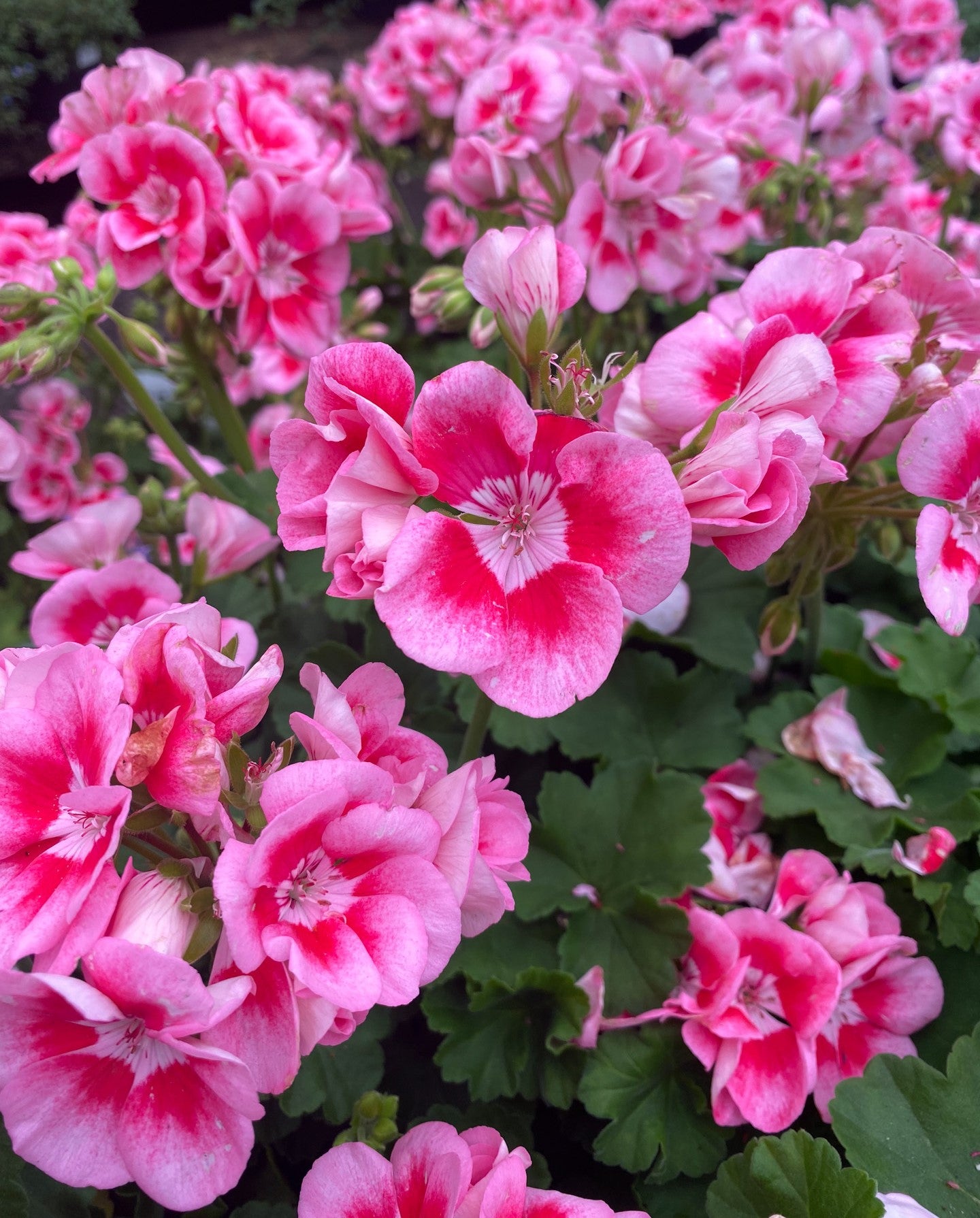 Geranium Fragrance Oil