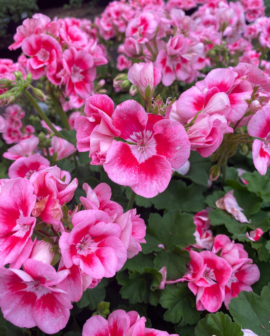 Geranium Fragrance Oil