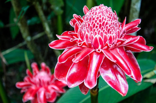 Ginger Flower Fragrance Oil