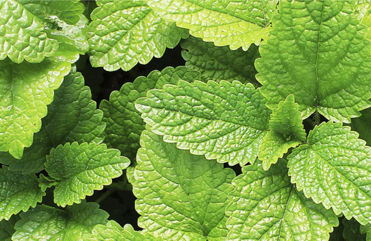 Peppermint Fragrance Oil