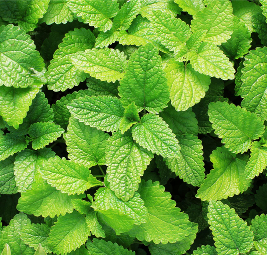 Spearmint Fragrance Oil