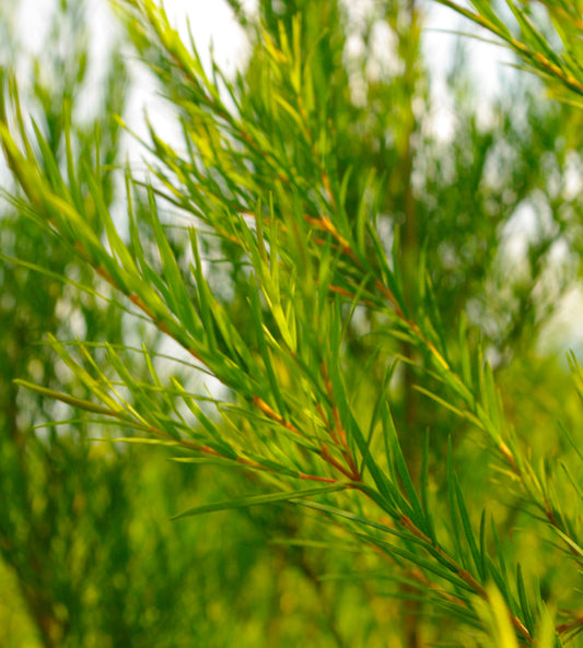 Tea Tree Extract