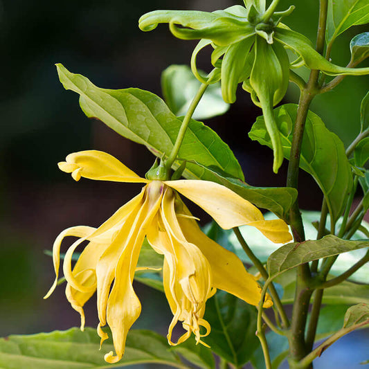 Ylang Ylang Fragrance Oil
