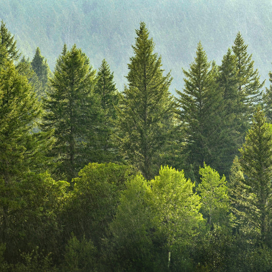 Pine Fragrance Oil