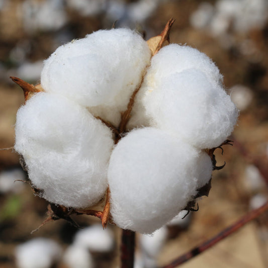 Warm Cotton Fragrance Oil