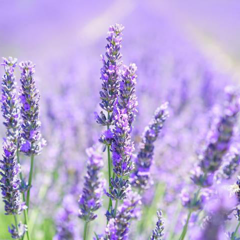 Lavender Fragrance Oil